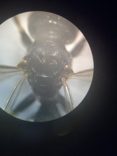 Crabro alpinus